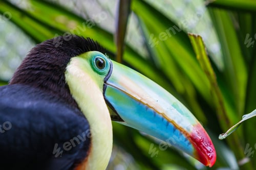 Preview: Keel Billed Toucan In A Wildlife Refuge In Costa Rica