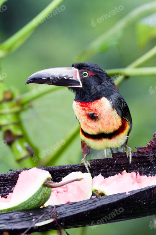 Preview: Medium Size Aracari Toucan In The Rainforest Of Belize