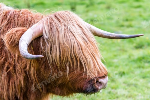 Preview: Young Highland Bull In Fresh Green Grass In The Scottish Highlands