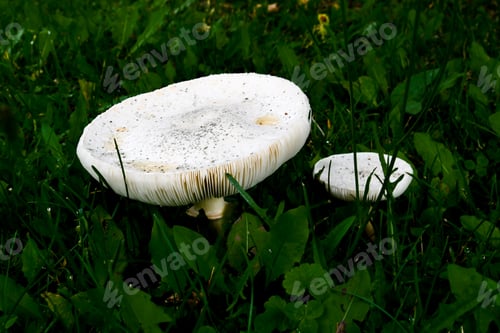 Preview: A Close Up Side View Of Two White Mushrooms In The Grass