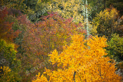 Preview: Colorful Autumn Trees In The Mountains.
