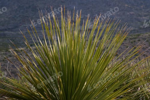 Preview: Green Cactus In The Dry Desert