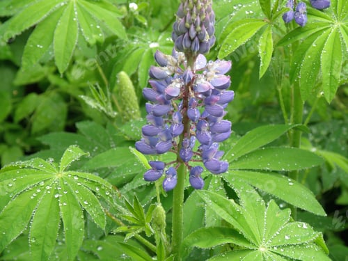 Preview: Dew Drops On A Flowering Purple Lupine Plant.
