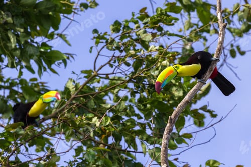 Preview: Wild Keel Billed Toucans In Costa Rica With Vivid Colors On Their Chest And Bills.