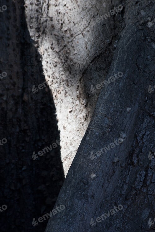 Preview: Kapok Tree Close Up For An Abstract