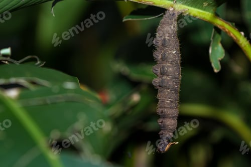 Preview: Large Brown Caterpillar Hanging Upside Down From A Plant In What Looks Like The Beginning Of The