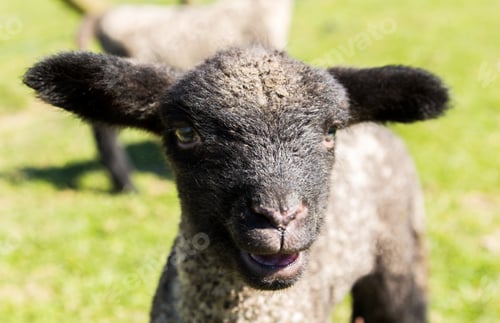 Preview: View Of Young Lamb From Shropshire Sheep Breed In Welsh Meadow