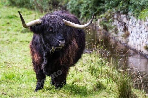Preview: Close Up Of An Adult Highland Cow In A Field With Fresh Green Grass Late Summer In The Scottish