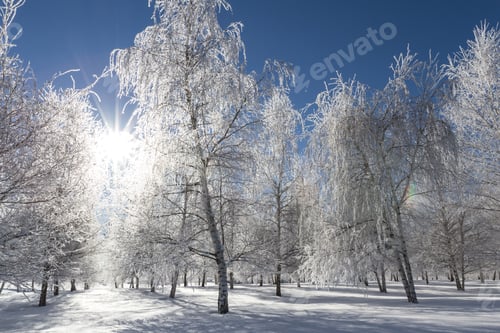 Preview: Beautiful Frozen Tree Farm In Northern Idaho After A Fresh Overnight Snowfall
