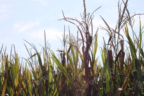 Preview: Tall Corn Plants Growing In An Agricultural Field Under A Clear Blue Sky. 3417