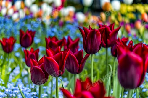 Preview: Variety Tulip Blooming In Beautiful Sunny Day 1.