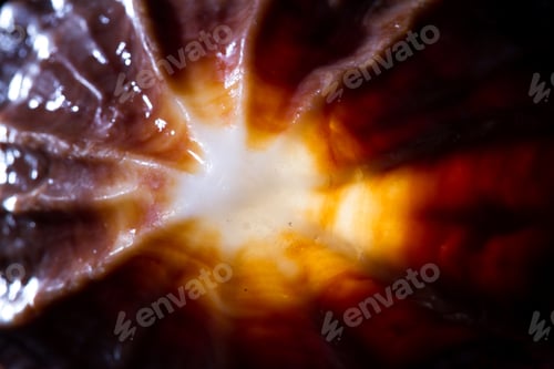 Preview: Macro Of A Back Lit Sea Shell With A White Glowing Center