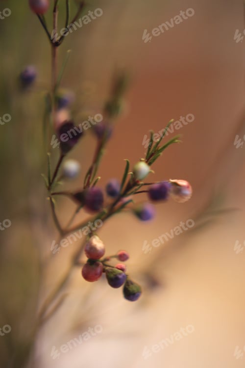 Preview: A Dense Cluster Of Geraldton Wax Flowers And Buds In Pink Purple Blue And White 6320