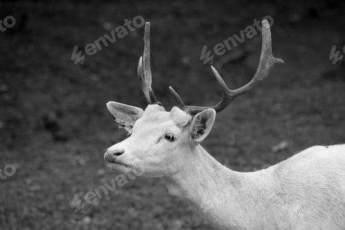 Preview: Chital Deer In Black And White