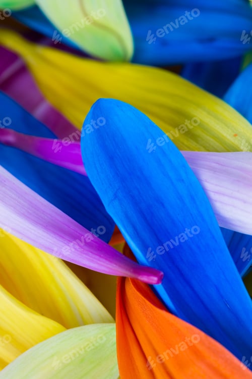 Preview: Macro Of Multiple Petals From Multi Colorful Aster Flowers