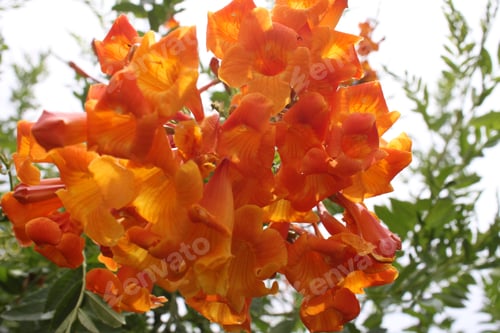 Preview: Clumps Of Orange Trumpet Vine Flowers 5453