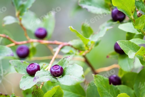 Preview: Fresh Huckleberries In The Southern Oregon Cascades On The Plants Using A Macro Lens For Close Up