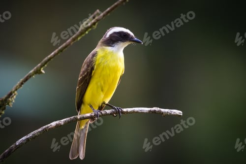 Preview: Close Up Of A Beautiful Great Kiskadee Perched On A Branch