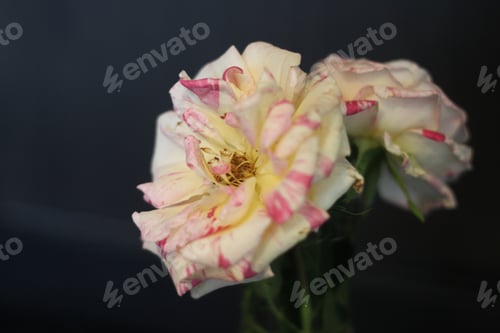 Preview: Isolated Pink And White Swirl Roses 9598