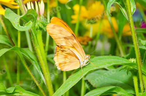 Preview: Butterfly On Flowers