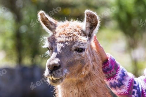 Preview: Close Up Of A Tourist Petting A Llama In Chinchero Peru