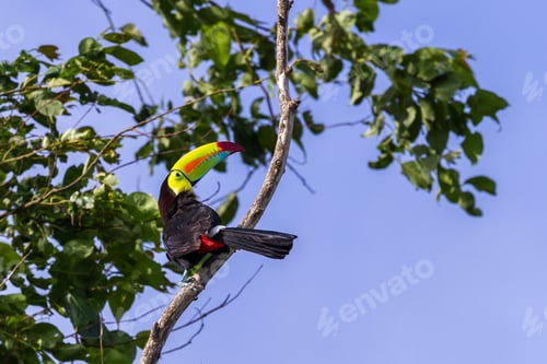 Preview: Keel Billed Toucan Perched On A Tree In The Tropical Rainforest Of Costa Rica