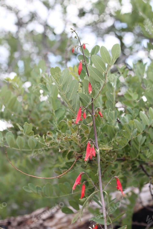 Preview: A Firecracker Penstemon With Pink Flowers 8167
