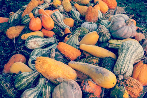 Preview: Pumpkins