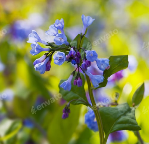 Preview: Fresh Wild Bluebells In A Forest In The Spring As The Blooms Start To Blossom