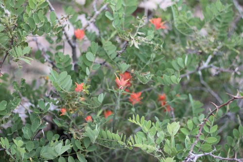 Preview: A Bush Of Castilleja Subinclusa With Orange Flowers 8135