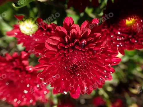Preview: Red Flower Blooming Outdoors In The Sunshine