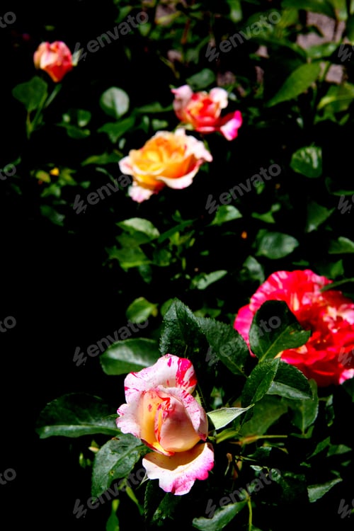 Preview: A Rose Bush With Bright Pink And White Swirl Flowers 9722