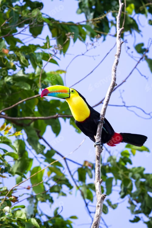 Preview: Tropical Scene In Costa Rica With A Keel Billed Toucan Perched On A Tree