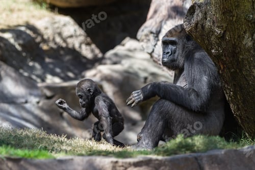 Preview: New Baby Gorilla At The Zoo Staying Close To His Mother