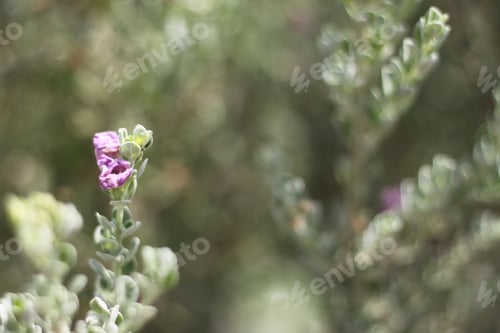 Preview: A Barometerbush Plant With Purple Flowers 0632