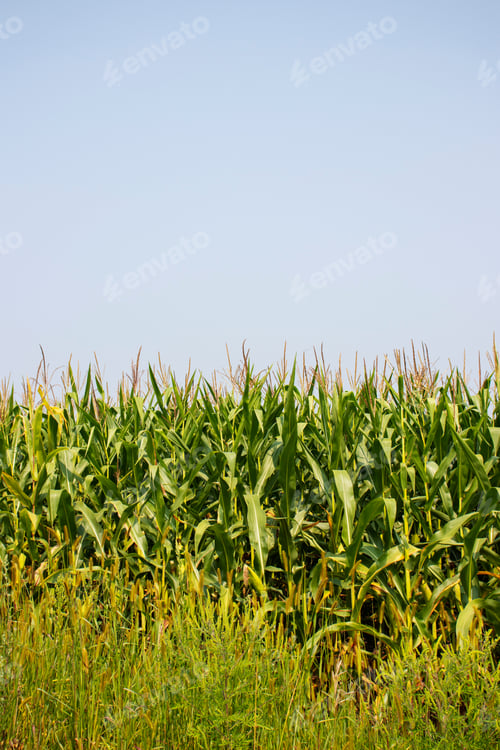 Preview: Corn In A Field Ready To Be Harvested