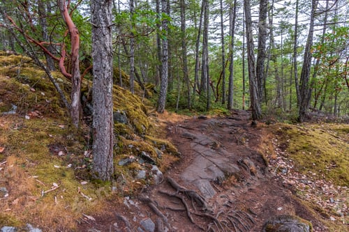 Preview: View At Mountain Trail In British Columbia, Canada. Mountains Background.