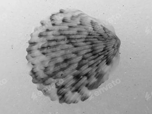 Preview: Seashell On Snow In Black And White