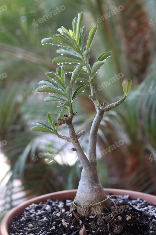 Preview: A Closeup Of An Adenium Plant Caudex And Leaves 0905