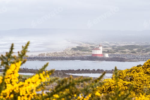 Preview: Yellow Blooms In The Gorse Opening Up To A Foggy Beach And The Famous Coquille River Lighthouse
