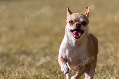 Preview: Small Chihuahua Playing Outside On Drying Grass Late Fall Seasons