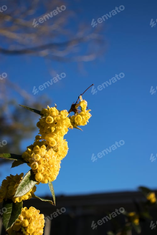Preview: Plant With Small Yellow Flowers Blooming