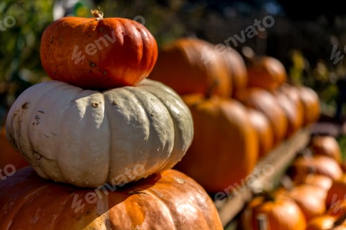 Preview: Pumpkin Patch Farm Series - Beautiful And Fresh Well Grown Pumpkin On The Shelf 2.