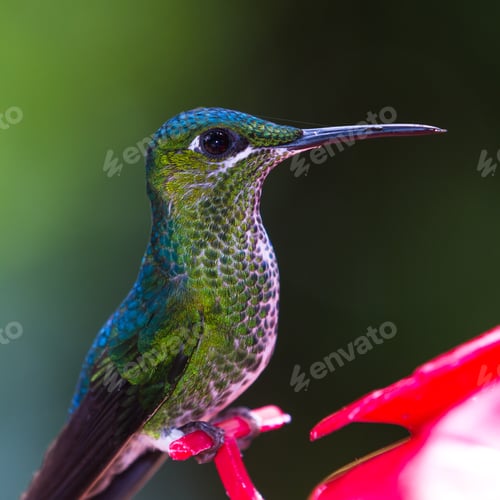 Vista previa: Small Hummingbird With Beautiful Colors Perched On A Red Feeder In Costa Rica