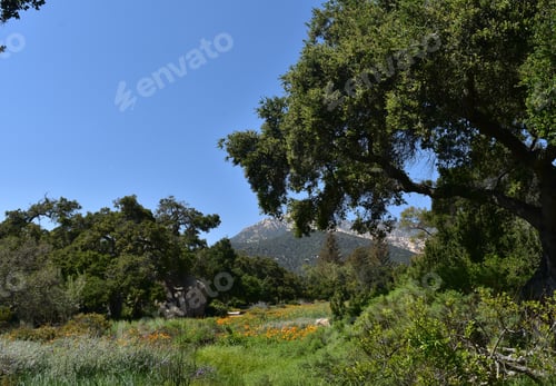 Preview: Spring Day With A Breathtaking View Of A Meadow With Wildflowers.