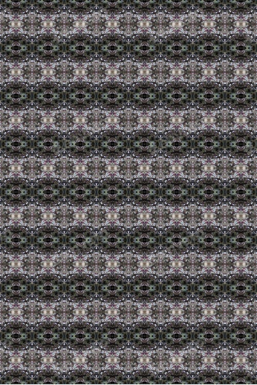 Preview: A Zebra-Patterned Inchplant Abstract With Purple And Green Leaves 0253