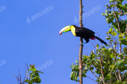 Preview: Tropical Scene In Costa Rica With A Keel Billed Toucan Perched On A Tree