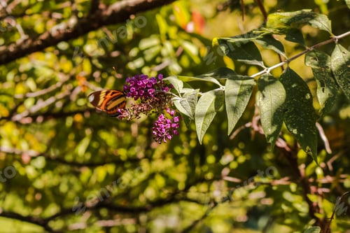 Preview: Brazil, Rio Grande Do Sul, Gramado, Le Jardin Parque De Lavanda Nature Garden Butterfly Orange
