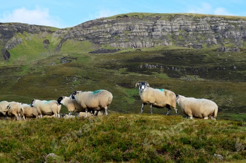 Preview: Cute Herd Of Sheep Passing Through The Scottish Highlands