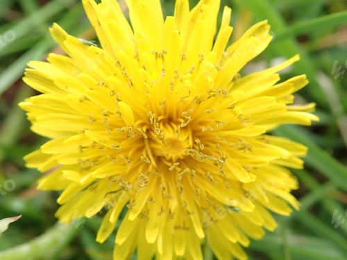 Preview: Dandelion Flower In Yellow Outdoors